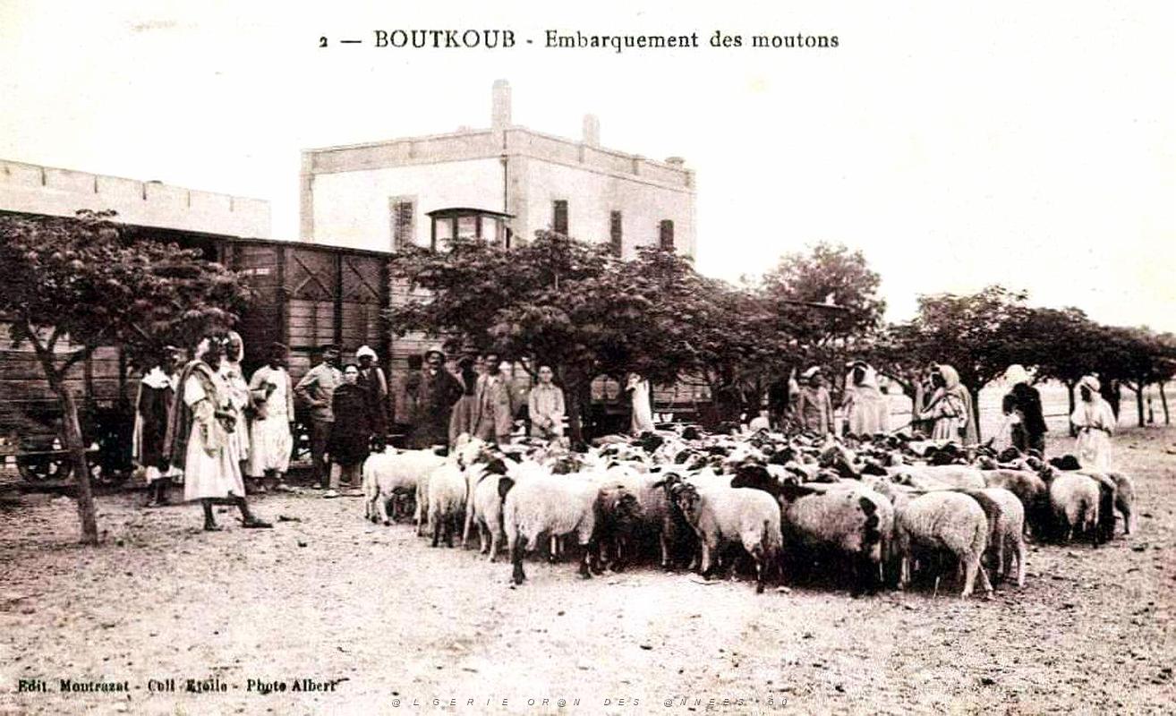 Boutkoub - Embarquement des Moutons en 1922.jpg